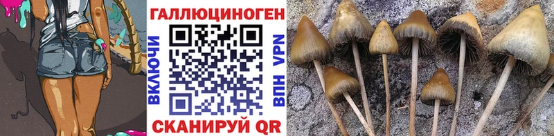Купить  Енисейск  Галлюциногенные грибы Psilocybine cubensis 